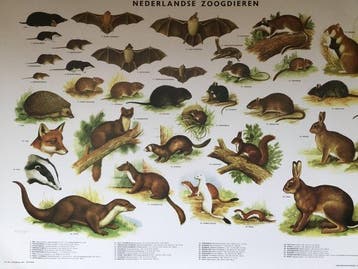 Slijper - Schoolplaat poster “ Nederlandse Zoogdieren “ -