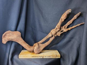 Réplique de musée - Griffe fossilisée - Allosaurus fragilis