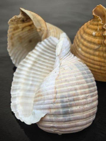 Tonna galea & Ophiura sp. Support de corps entier pour