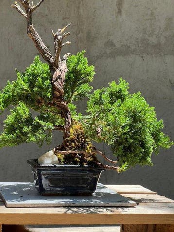 Jeneverbes bonsai (Juniperus) - Hoogte (boom): 20 cm -