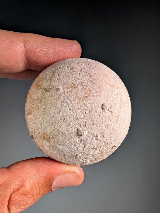 Tortue géante - Œuf fossilisé - Aldabrachelys abrupta - 5.8, Collections, Minéraux & Fossiles