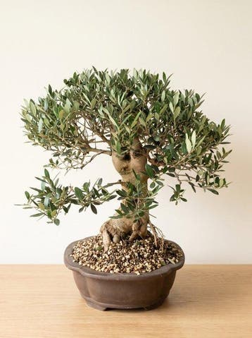 Bonsaï Olivier (Olea europaea) - Hauteur (arbre) : 44 cm -, Antiquités & Art