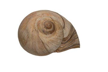 Uitstekende 90 mm GIANT Neverita didyma - Zeldzame, Nieuw
