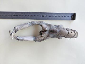 Langouste - Squelette articulé fossilisé - Thalassina sp. -