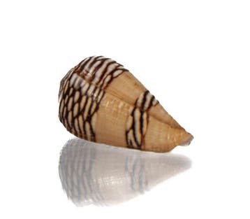 Topkwaliteit Conus mercator 33,5 mm - NGor (Senegal) -, Nieuw