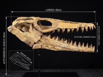 Mosasaurus Schedel op een standaard - Mosasaurus beaugei -