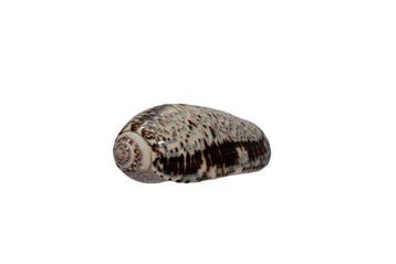 Escargot olive géant : Oliva incrassata (73 mm) – Pièce de