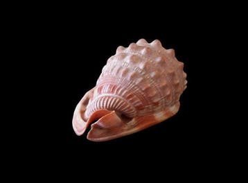 Decoratief ornament - Schelp van de Cameo