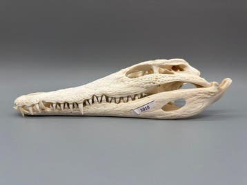 Nijlkrokodil Schedel - Crocodylus niloticus - 7 cm - 11 cm -