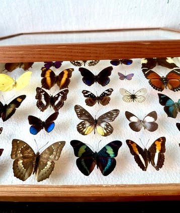 Lot complet de 25 pièces de papillons diurnes exotiques très