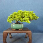 Jeneverbes bonsai (Juniperus) - Hoogte (boom): 13 cm -