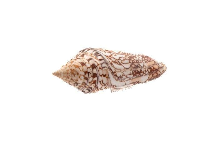 Waanzin >>> Megaschnecke >>> Verzamelobject GEM - ZELDZAM, Collections, Collections Animaux