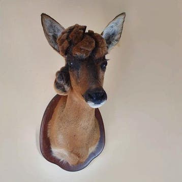 Reegeit Support dépaule pour taxidermie - Capreolus, Nieuw