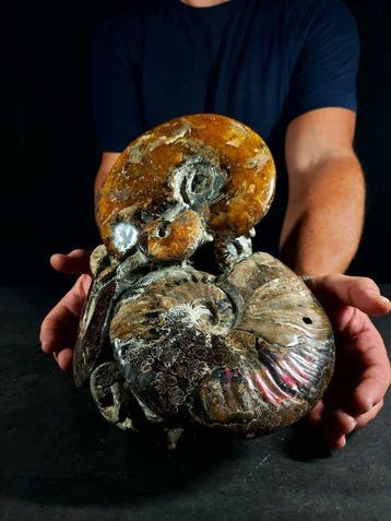 un important bloc dAlbiano - Animal fossilisé - 26 cm - 23, Nieuw