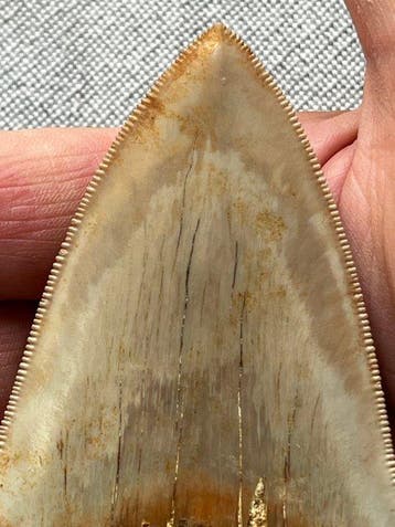 Megalodon-tand 11,2 cm - Fossiele tand - Carcharocles, Verzamelen