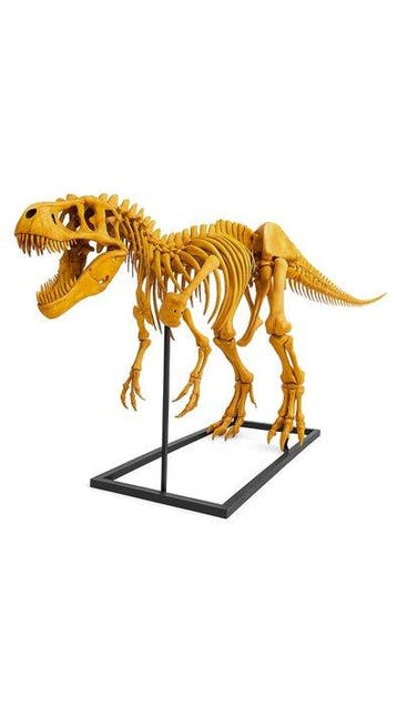Dinosaure Monture pour réplique taxidermique - T-Rex - 2.5 m