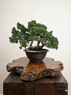 Bonsai van Itoigawa-jeneverbes - Hoogte (boom): 38 cm -