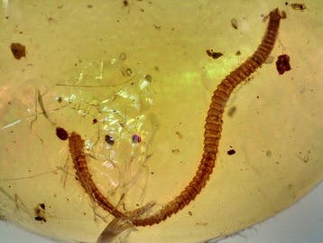 Diplopod in Birmese barnsteen - Barnsteen (Zonder