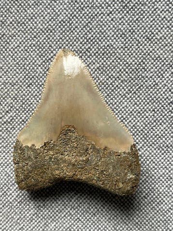 Megalodon-tand 5,7 cm - Fossiele tand - Carcharocles