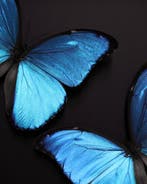 Papillon Support de corps entier pour taxidermie - Morpho, Antiquités & Art