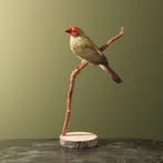 Binsenastrild Taxidermie Opgezette Dieren By Max, Ophalen of Verzenden, Nieuw, Vogel, Opgezet dier
