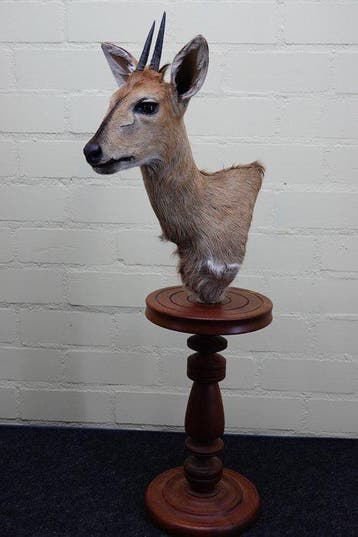 Antilope africaine Support mural pour taxidermie - Common, Collections, Collections Animaux