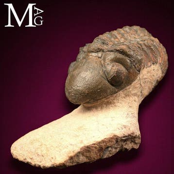 Trilobites : témoins silencieux de laube de la vie -
