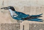 Conrad Gesner - Vogelbuch - 1600