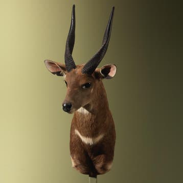 Bushbuck Taxidermie Opgezette Dieren By Max, Ophalen of Verzenden, Opgezet dier