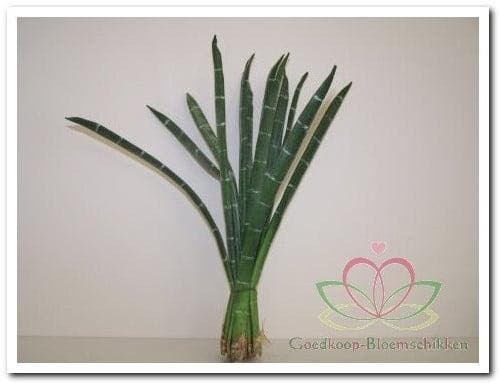 Exotic Stripe Bundel Groen Foamblaad, Huis en Inrichting, Woonaccessoires | Kunstplanten en Kunstbloemen, Nieuw