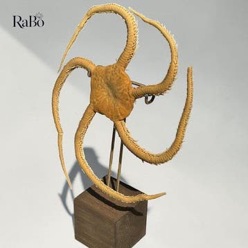 Zeester Taxidermie volledige montage - Mounted Basket Star