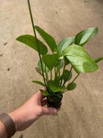 Echinodorus Harbich (Aquariumplanten, Aquarium producten), Verzenden, Nieuw, Plant(en), Steen of Hout