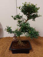 Japanese holly bonsai (Ilex crenata) - Hauteur (arbre) : 36