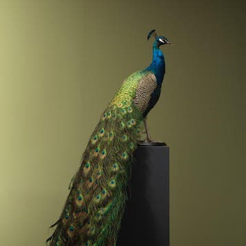 Pauw Taxidermie volledige montage - Pavo cristatus - 173 cm