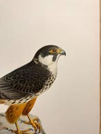 Von Wright brothers & Bror Halberg - Eurasian hobby, Nieuw