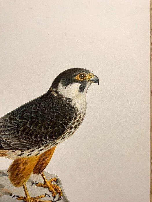 Von Wright brothers & Bror Halberg - Eurasian hobby, Verzamelen, Dierenverzamelingen