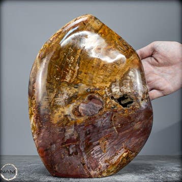 Natuurlijk groot versteend hout Vrije vorm- 8280.41 g, Verzamelen, Mineralen en Fossielen