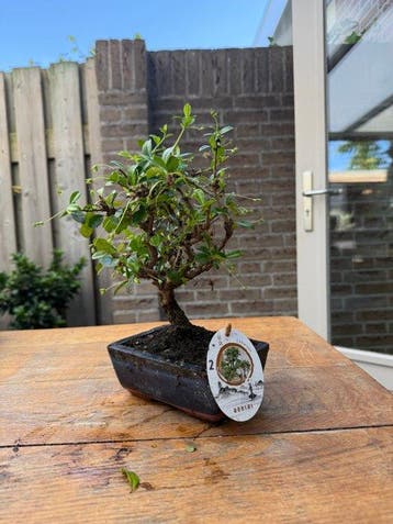 Fukien theeboom bonsai (Carmona retusa) - Hoogte (boom): 25