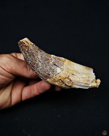 Basilosaurus (primitieve walvis) - Fossiele kies - Colmillo