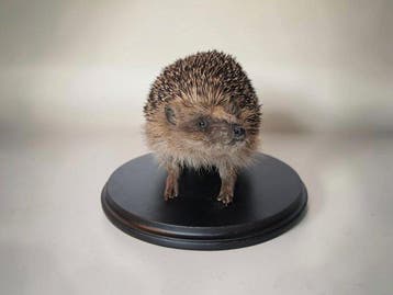 Egel Taxidermie volledige montage - Erinaceus europaeus - 15, Antiek en Kunst