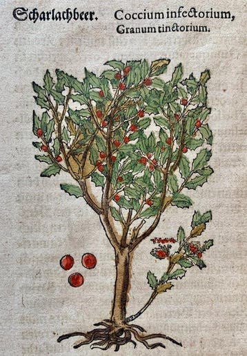 Pietro Andrea Mattioli - Contemporary hand-coloured leaf