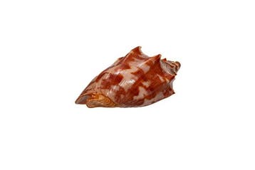 Cymbiola aulica aulica - Zeldzaam XL-formaat - Uitzonderlijk, Nieuw