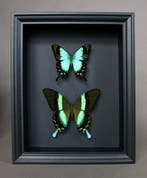 Papillon Support de corps entier pour taxidermie - Papilio, Antiquités & Art