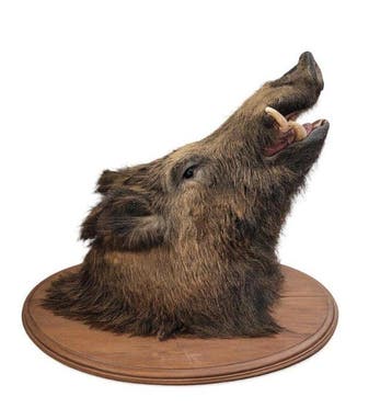 Trophée de chasse