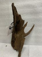 As 381 Fine Sinkingwood 24x13x16 cm aquarium decoratie hout, Verzenden, Nieuw, Plant(en), Steen of Hout