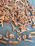 600 pièces de dents de requin, avec des spirales, dinosaures