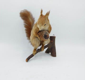 Red Squirrel - Taxidermie volledige montage - Sciurus, Nieuw