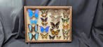 Large World butterflies incide wood box - ex French Mr