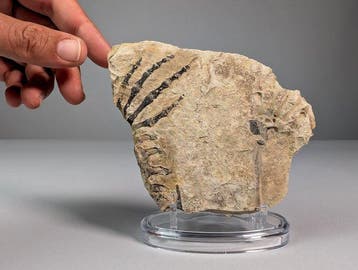 Gefossiliseerd reptiel - Fossiele plaatmatrix -