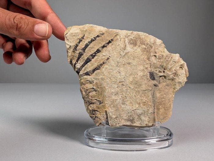 Gefossiliseerd reptiel - Fossiele plaatmatrix -, Collections, Minéraux & Fossiles